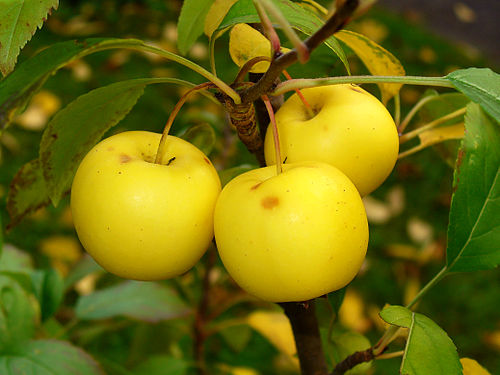 malus sylvestris